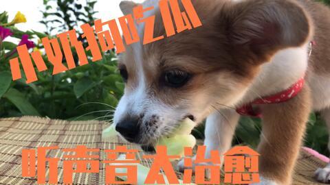 娱乐吃瓜酱送小狗视频下载,萌宠来袭，温馨瞬间尽收眼底